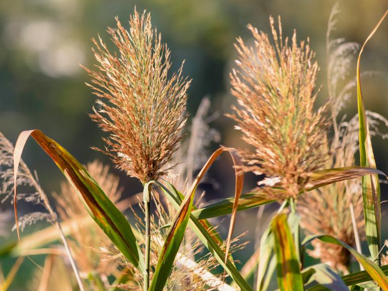 Beispiel Repositionspflanzung