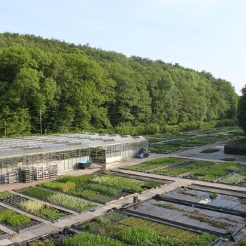 Unsere Produktionsfläche, Wasserpflanzen Wolff